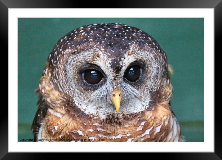 Indian Scops Owl (Otus bakkamoena) Framed Mounted Print by Gareth Parkes