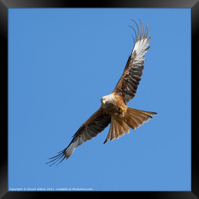 Red Kite Flying Towards me and Checking me out Framed Print by Stuart Wilson