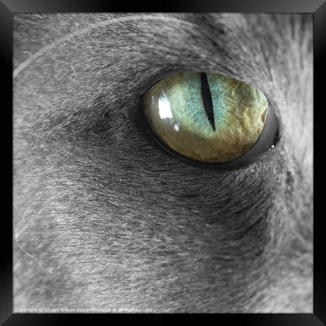 Cat's Eye Framed Print by Stuart Wilson