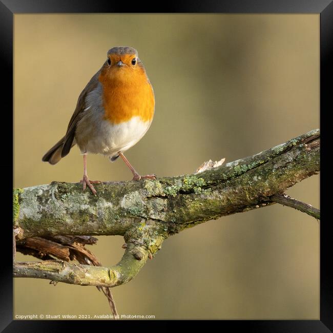 A curious robin Framed Print by Stuart Wilson