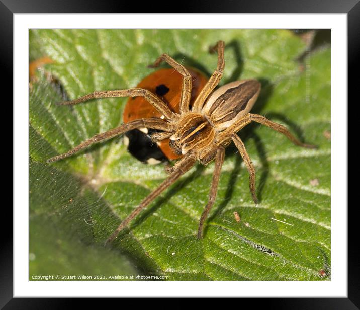 Garden spider & ladybird Framed Mounted Print by Stuart Wilson