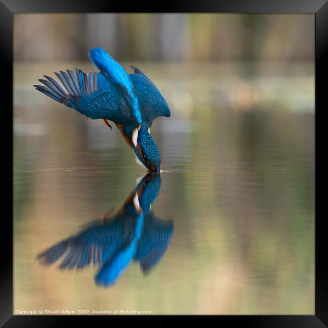 A diving kingfisher Framed Print by Stuart Wilson