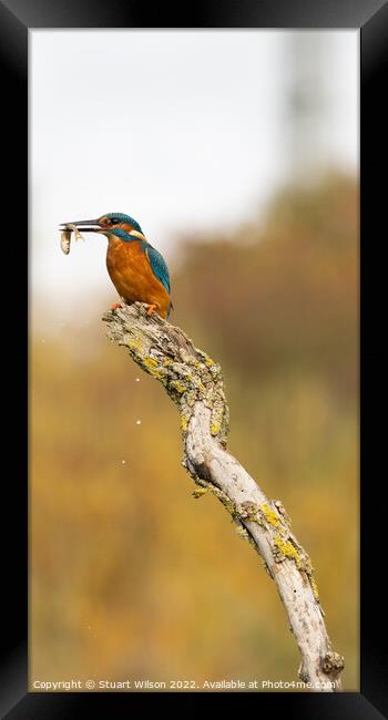 Kingfisher and his fish Framed Print by Stuart Wilson