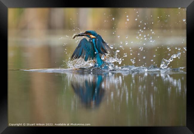 Kingfisher emerges with fish Framed Print by Stuart Wilson