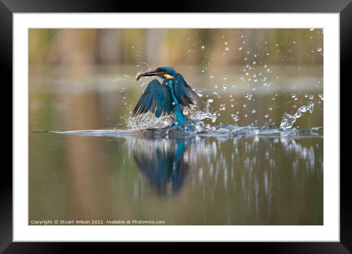 Kingfisher emerges with fish Framed Mounted Print by Stuart Wilson
