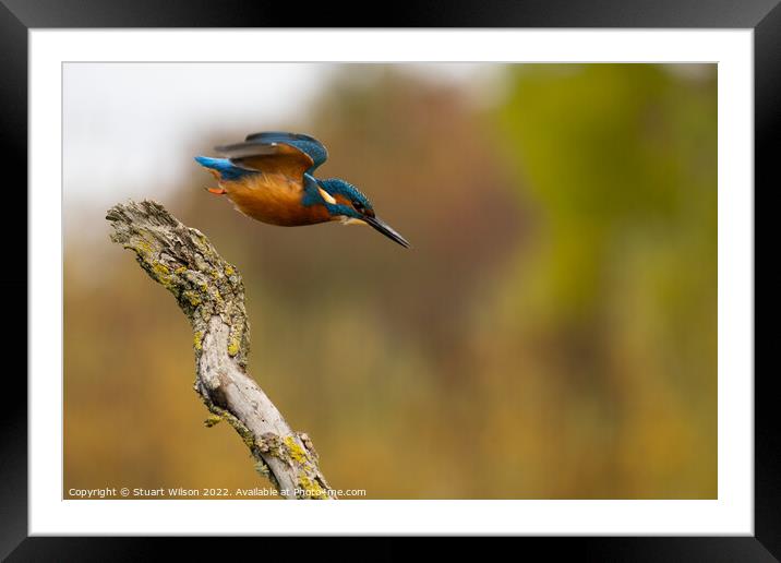 Kingfisher launch Framed Mounted Print by Stuart Wilson