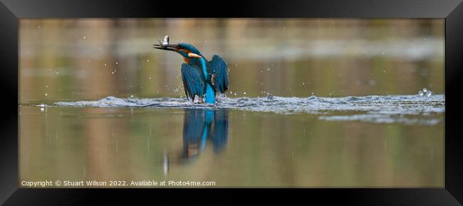 A kingfisher triumphant with catch Framed Print by Stuart Wilson