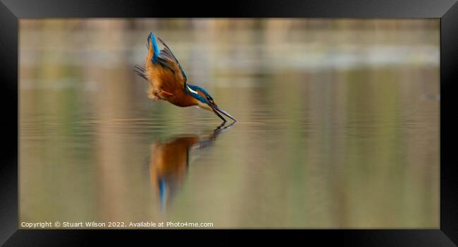 Kingfisher dives for fish Framed Print by Stuart Wilson
