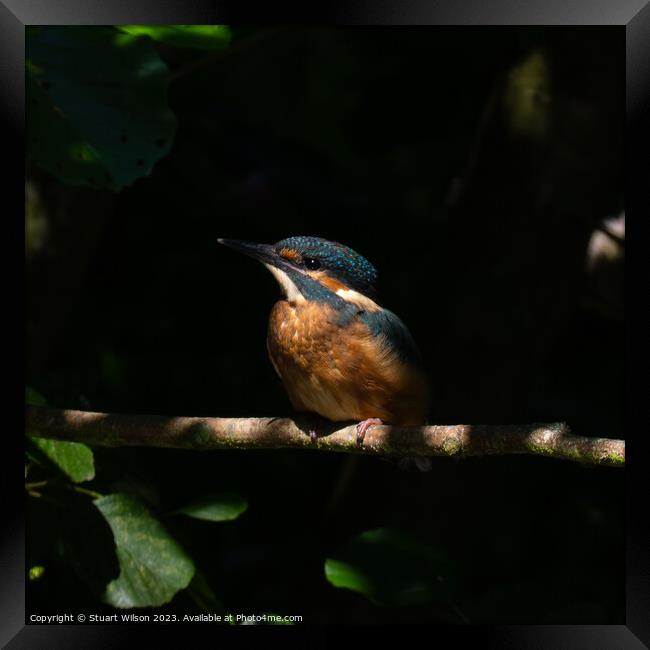 Juvenile Kingfisher Perched Framed Print by Stuart Wilson