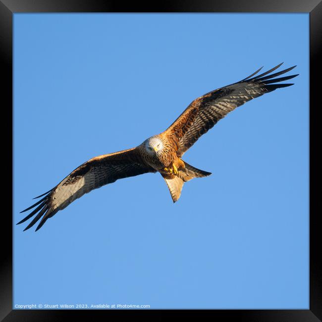 Red Kite Circling Framed Print by Stuart Wilson