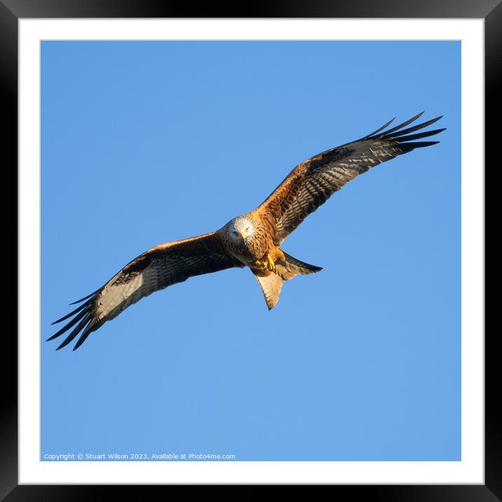 Red Kite Circling Framed Mounted Print by Stuart Wilson
