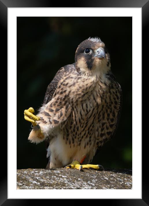 Grounded Juvenile Peregrine Falcon Framed Mounted Print by Stuart Wilson