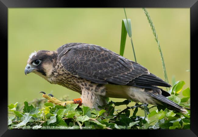 Grounded Juvenile Peregrine Falcon Framed Print by Stuart Wilson