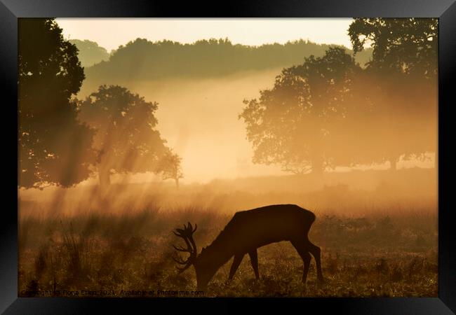 Stag in Golden Mist  Framed Print by Fiona Etkin