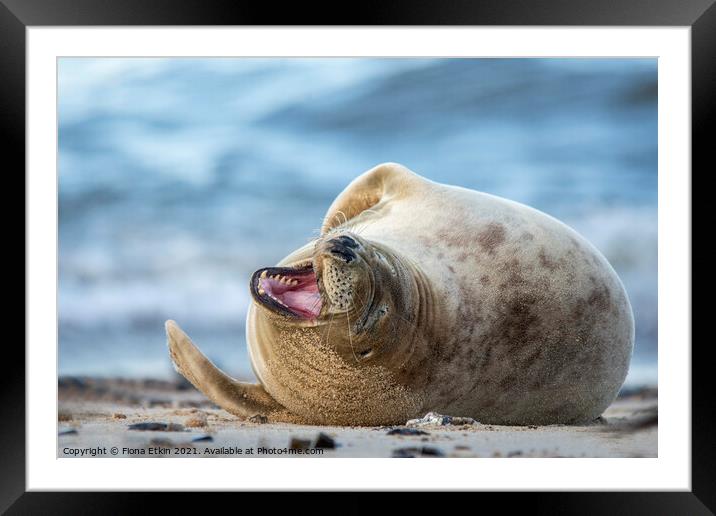 Grey Seal Smiling Framed Mounted Print by Fiona Etkin