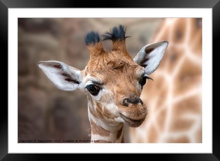 Rothschild Giraffe calf Mburo Framed Mounted Print by Fiona Etkin