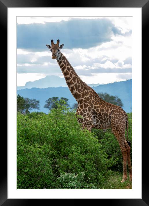 Tsavo East Giraffe  Framed Mounted Print by Fiona Etkin
