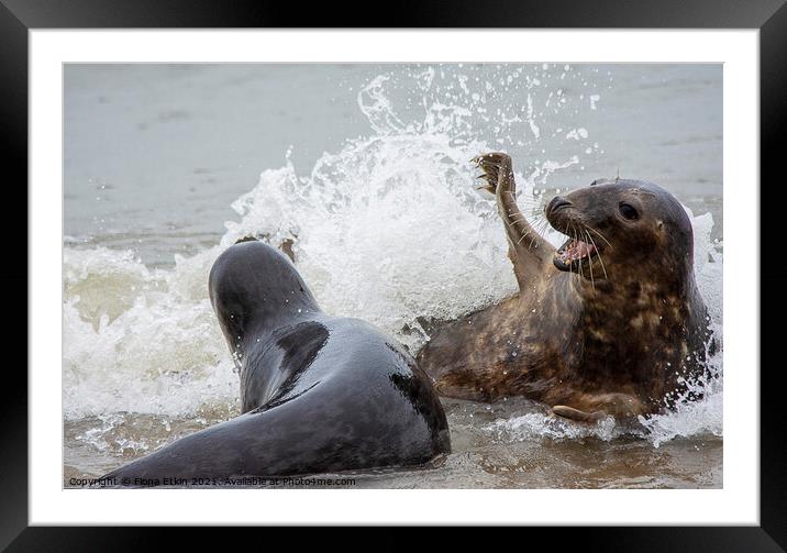 Grey Seals splashing about Framed Mounted Print by Fiona Etkin