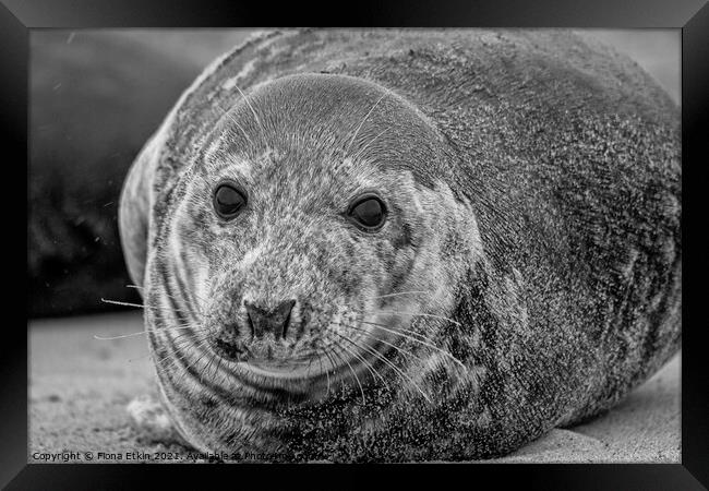 Grey Seal portrait laying in the sand - B+W Framed Print by Fiona Etkin