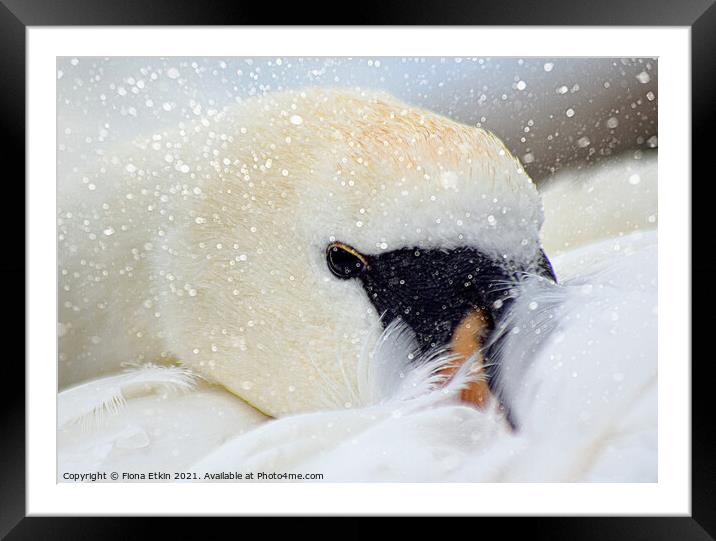 Snow Swan Framed Mounted Print by Fiona Etkin