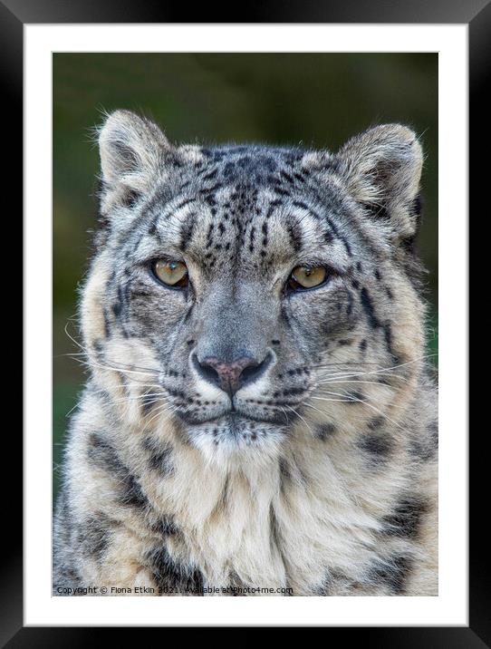 Snow Leopard Portrait Framed Mounted Print by Fiona Etkin