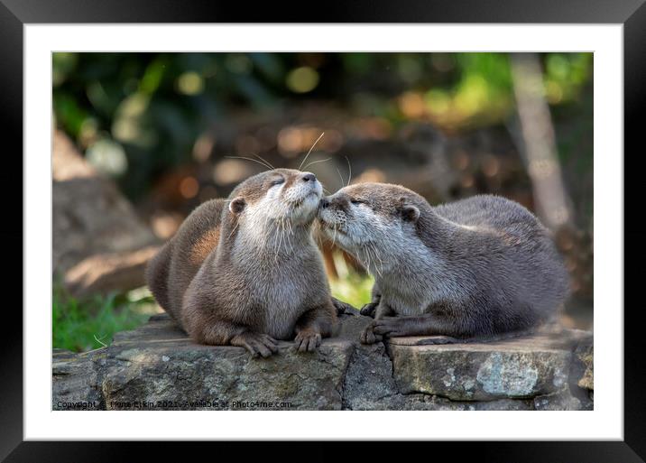 Otter kisses Framed Mounted Print by Fiona Etkin
