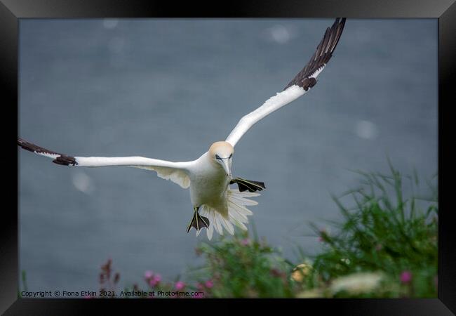 Gannet in flight Framed Print by Fiona Etkin