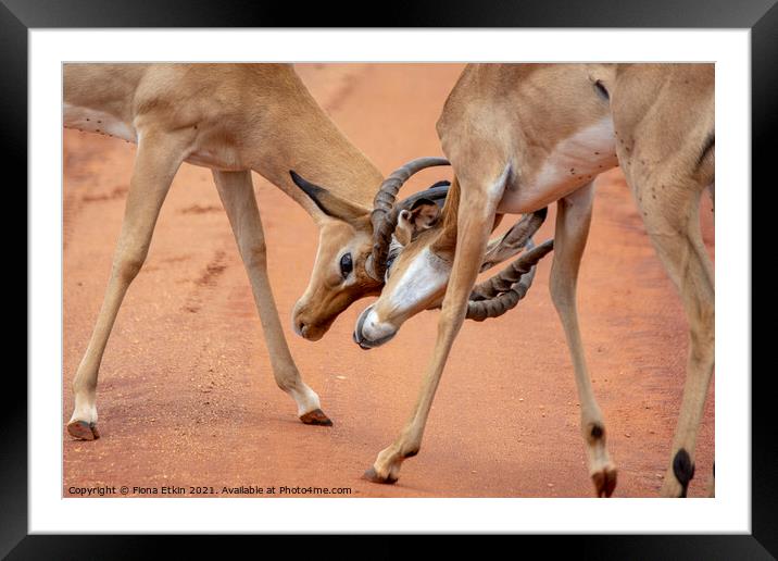 Battle for Dominance Framed Mounted Print by Fiona Etkin
