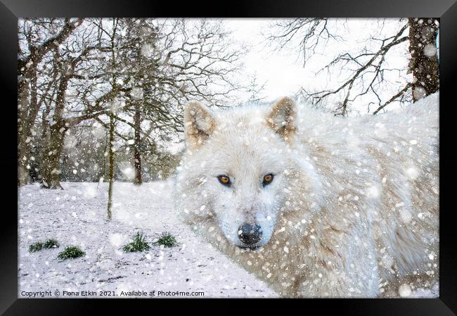 Hudson Bay Wolf in the snow Framed Print by Fiona Etkin