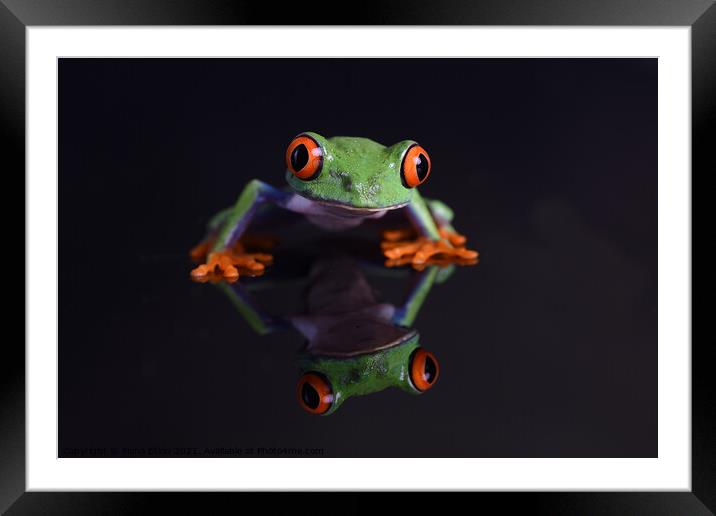 Red- Eyed Chilean Tree Frog reflections Framed Mounted Print by Fiona Etkin