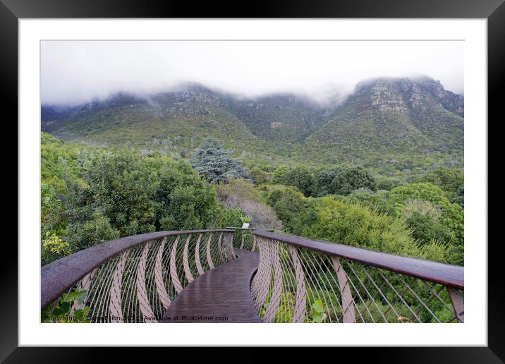 The Boomslang walkway at Kirstenbosch Framed Mounted Print by Fiona Etkin