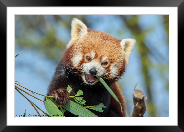 Happy Red Panda portrait Framed Mounted Print by Fiona Etkin