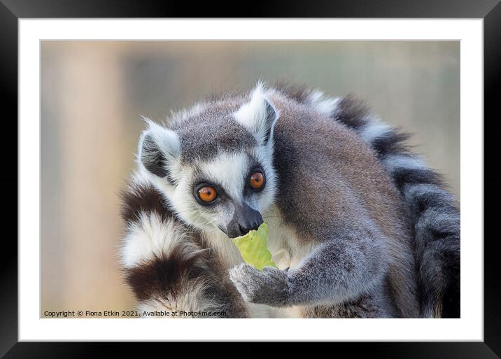 Ringtailed Lemur with lettuce  Framed Mounted Print by Fiona Etkin