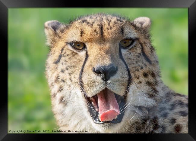 Sleepy Cheetah Portrait Framed Print by Fiona Etkin