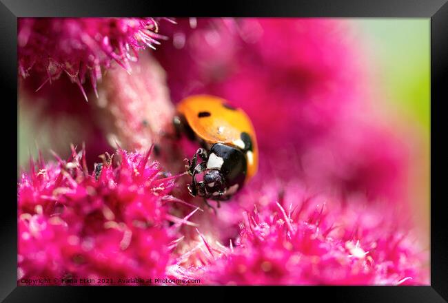 Seven-spot Ladybird macro Framed Print by Fiona Etkin