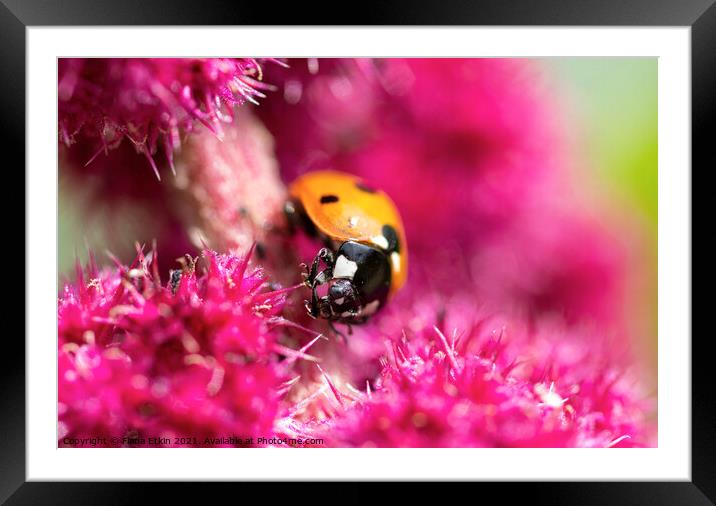 Seven-spot Ladybird macro Framed Mounted Print by Fiona Etkin