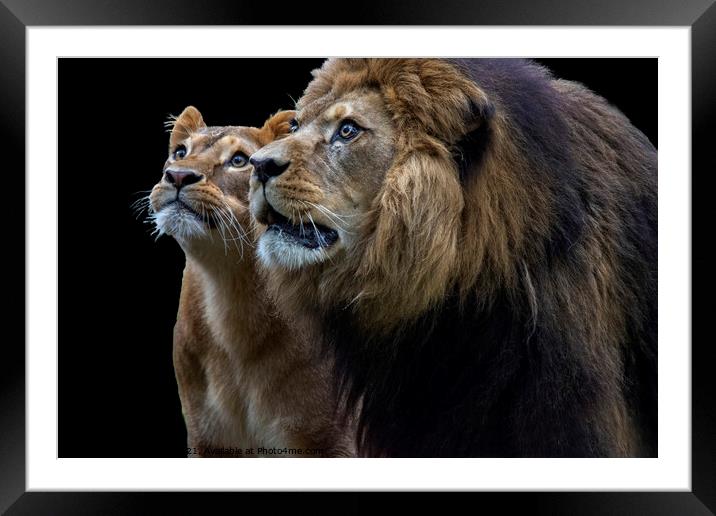Inquisitive Lion duo Framed Mounted Print by Fiona Etkin