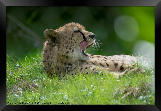 Cheetah licking lips in the sunshine Framed Print by Fiona Etkin
