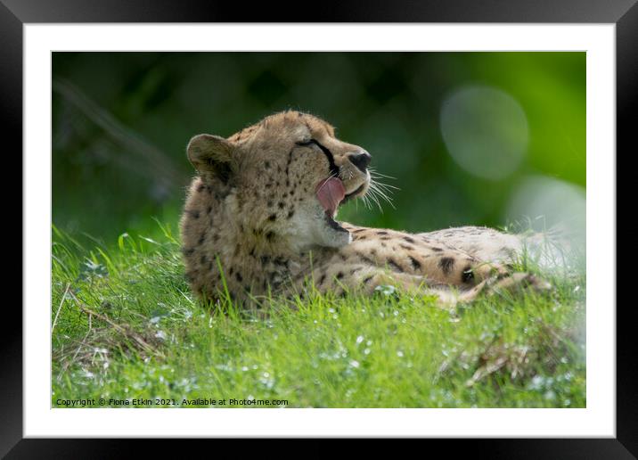 Cheetah licking lips in the sunshine Framed Mounted Print by Fiona Etkin