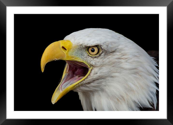 Bald Eagle with open beak portrait Framed Mounted Print by Fiona Etkin
