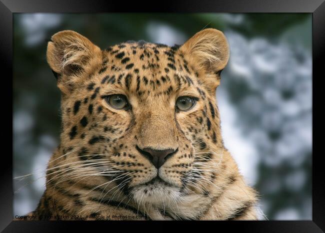 Amur Leopard Portrait Framed Print by Fiona Etkin