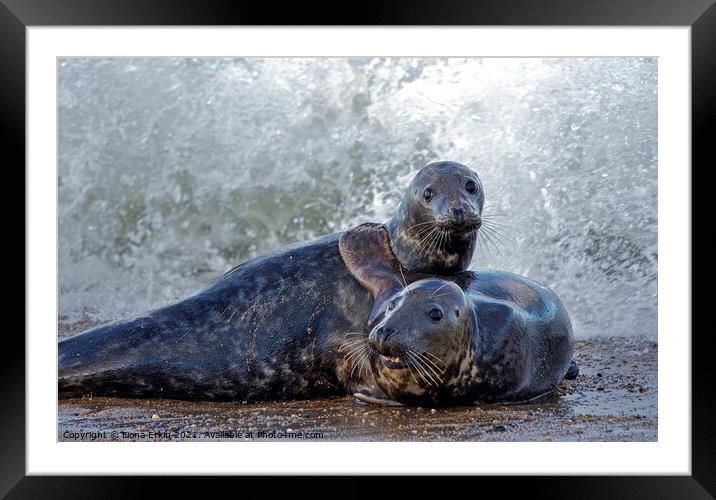  seals embracing the waves Framed Mounted Print by Fiona Etkin