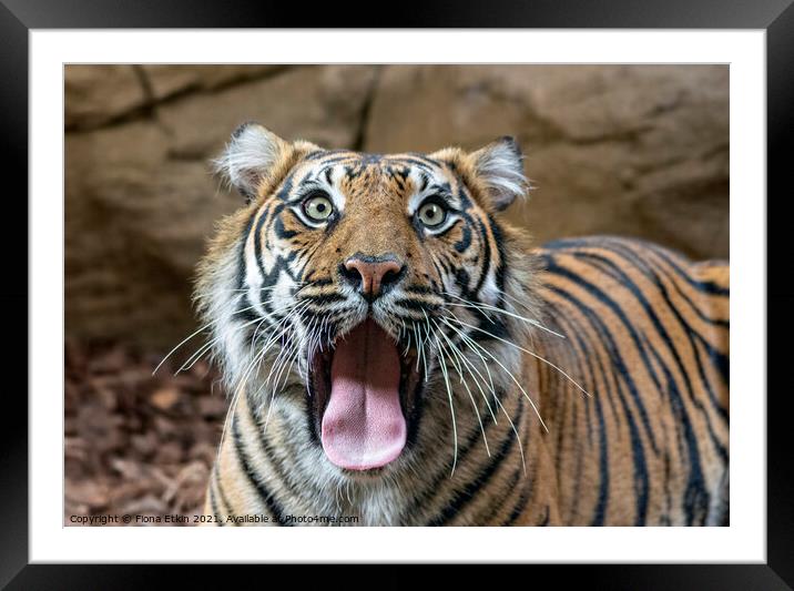 Sumatran Tigress yawning Framed Mounted Print by Fiona Etkin