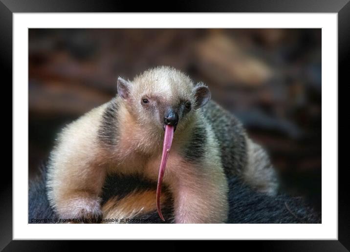 Southern Tamandua with a very long tongue!!!!! Framed Mounted Print by Fiona Etkin