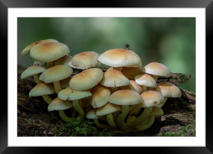 Fungi with an insect Framed Mounted Print by Fiona Etkin