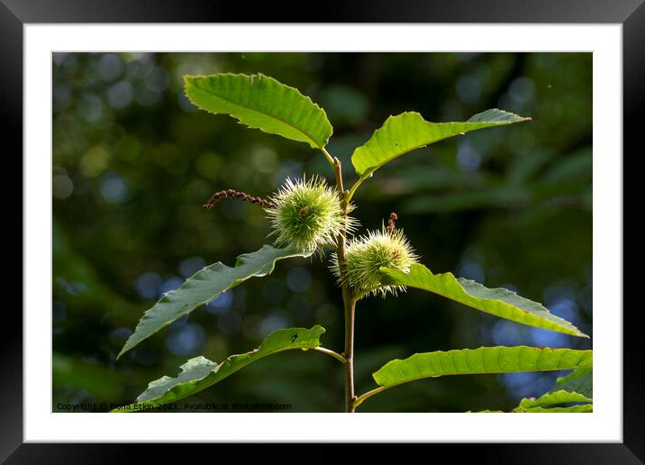 Sweet chestnut leaves and fruit Framed Mounted Print by Fiona Etkin