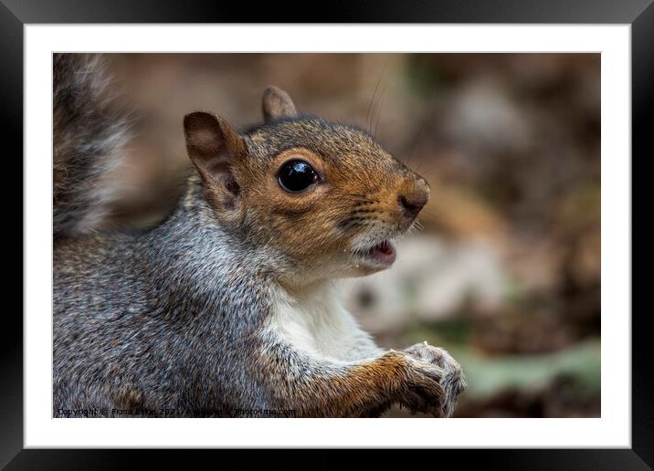 Little squirrel Nutkins! Framed Mounted Print by Fiona Etkin