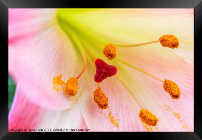 Pink Lily Macro Framed Print by Fiona Etkin