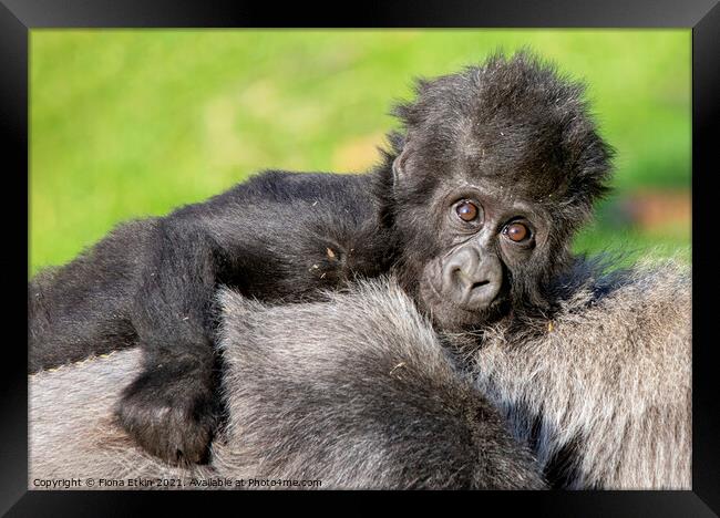 Western Lowland Gorilla portrait Framed Print by Fiona Etkin