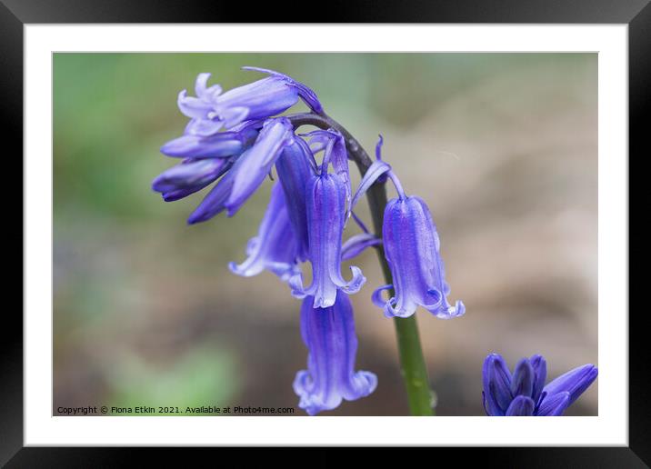 Bluebells at Scathes Wood Framed Mounted Print by Fiona Etkin